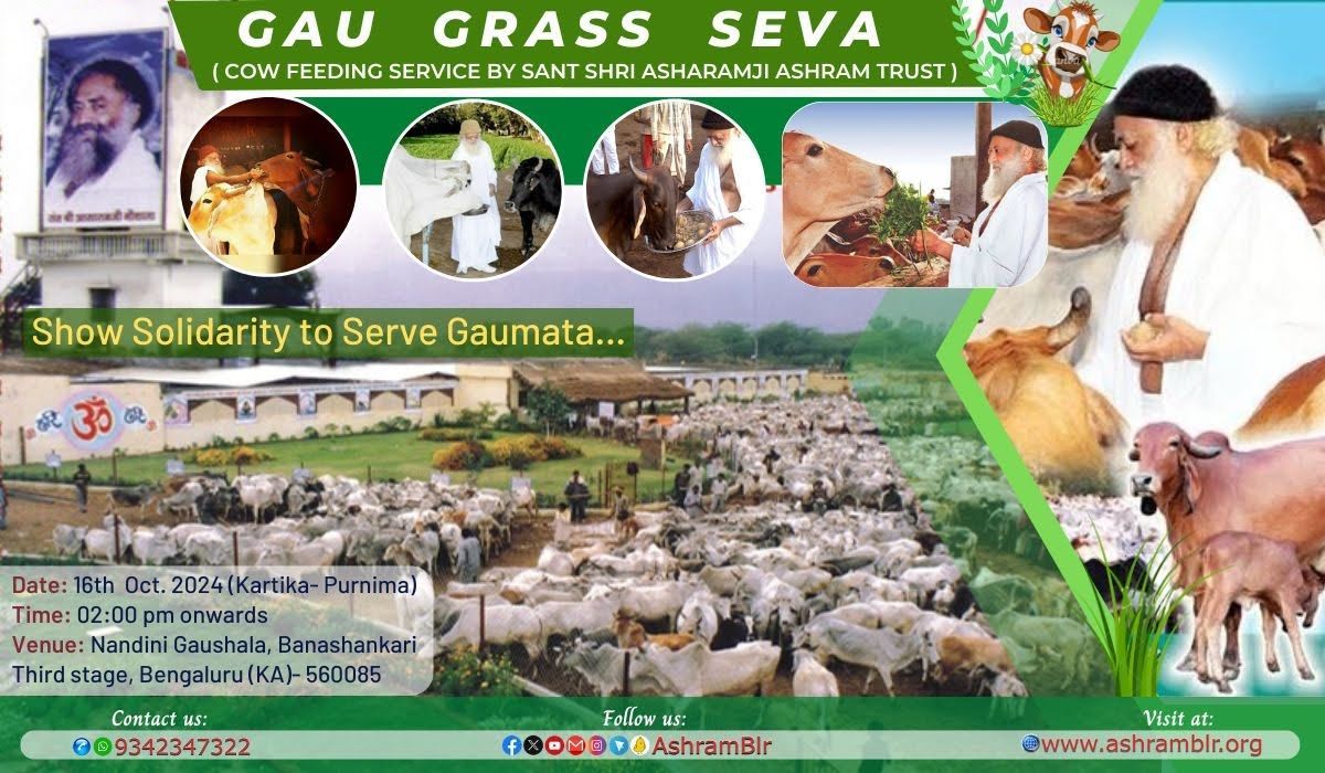 Gaugrass Seva at Nandini Gaushala, Banashankari by Ashram Trust.